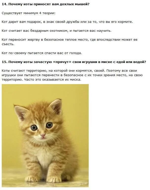 Почему котики такие милые