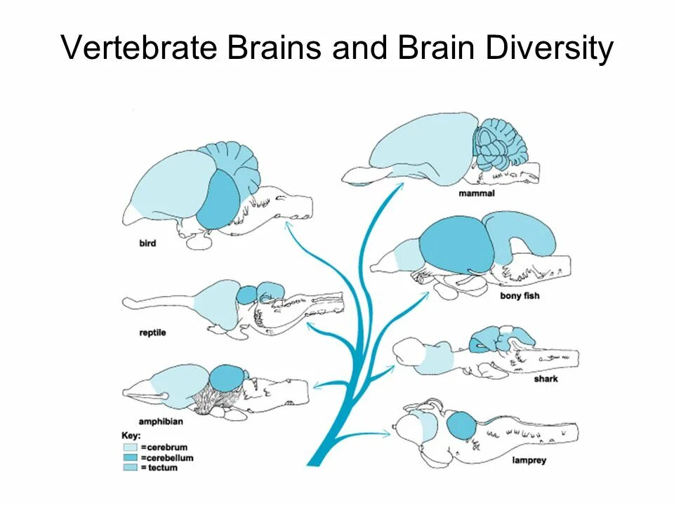 Brain fish. Строение головного мозга хордовых животных. Схема развития головного мозга позвоночных животных. Эволюция головного мозга хордовых. Схема головного мозга позвоночных животных с обозначениями.