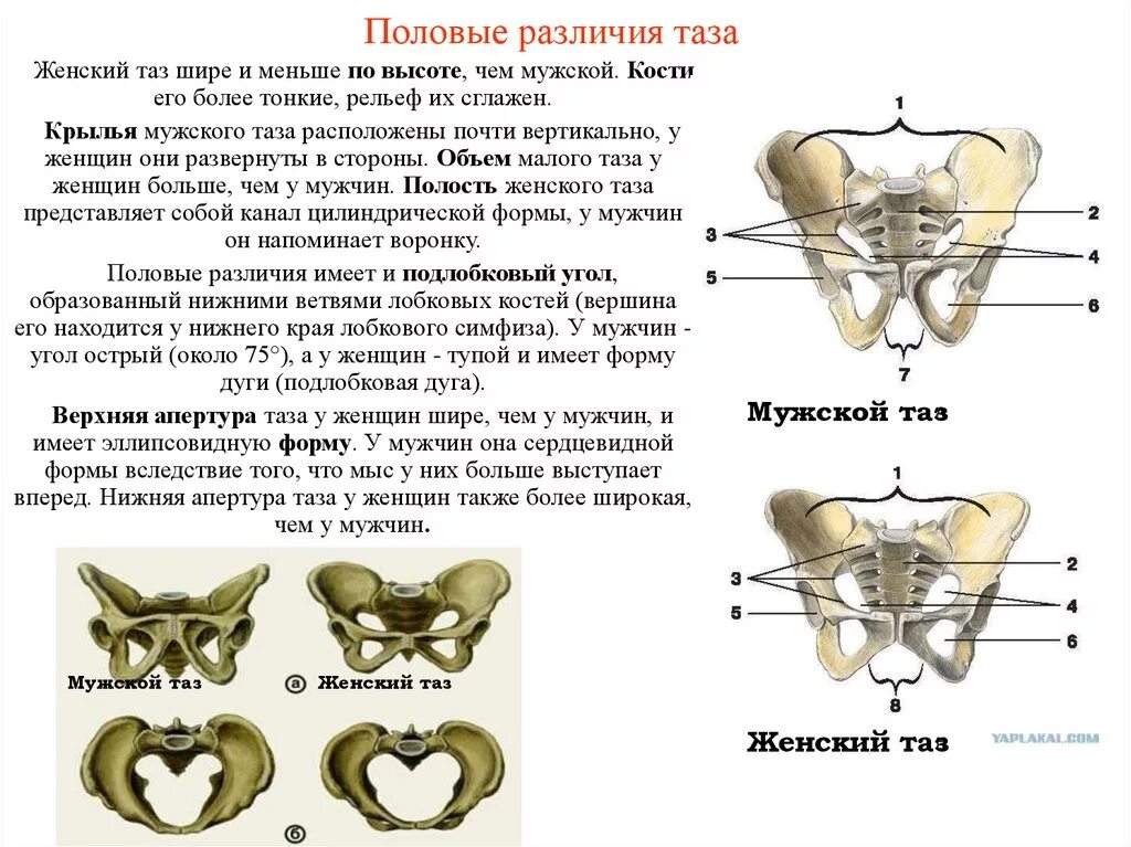 Кости таза мужчины. Тазовые кости большой и малый таз. Половые и возрастные различия таза. Малый таз анатомия строение. Отличие мужского и женского таза анатомия.