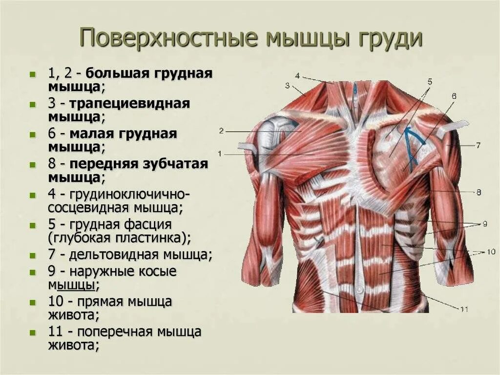 1 большей частью. Строение грудной клетки человека анатомия мышцы. Анатомия строения мышц грудной клетки. Поверхностные мышцы грудной клетки анатомия. Глубокие мышцы грудины анатомия функции.