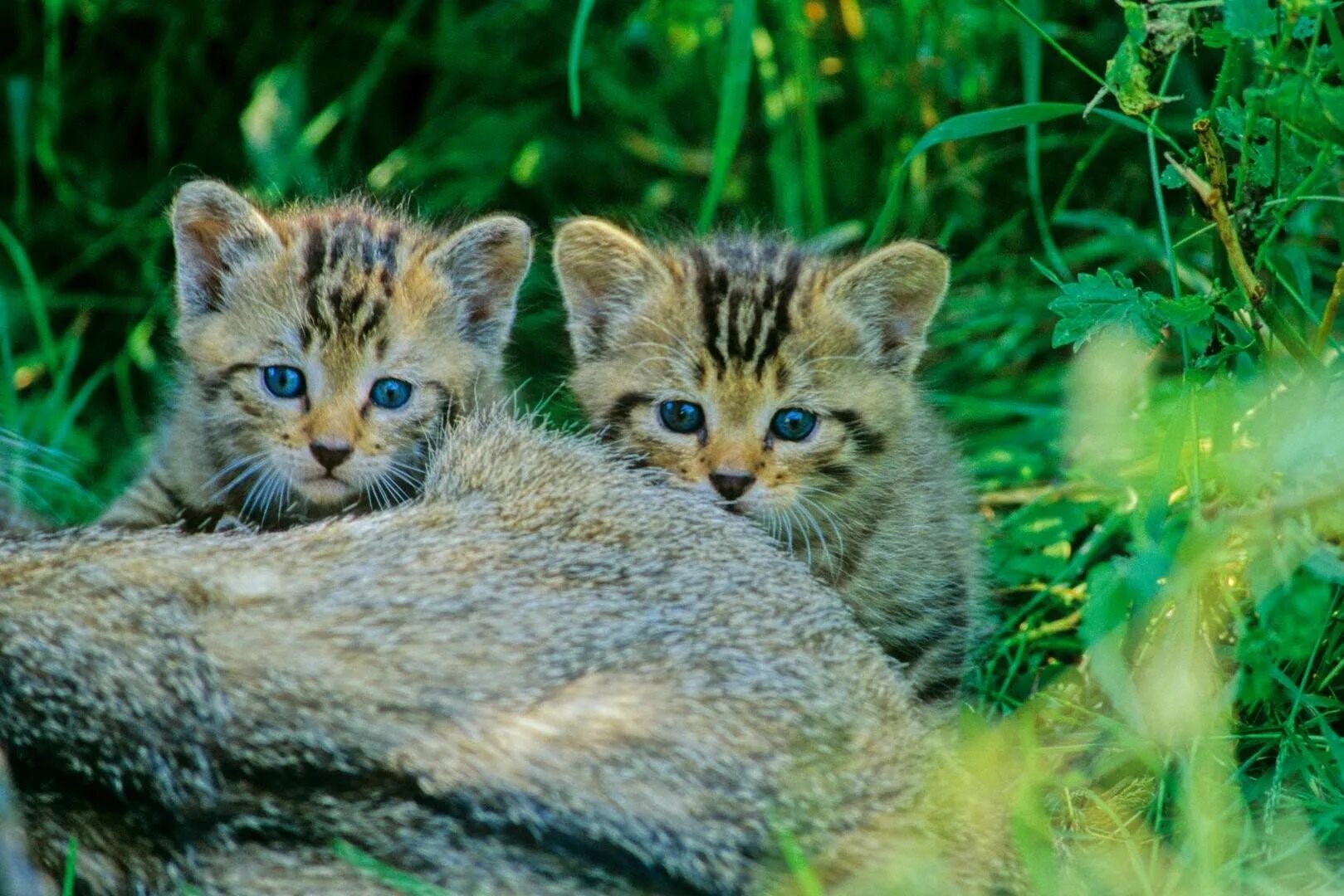 Купить лесного котенка. Лесной кот котята. Лесной котенок. Шотландская Лесная кошка. Дикая европейская кошка.