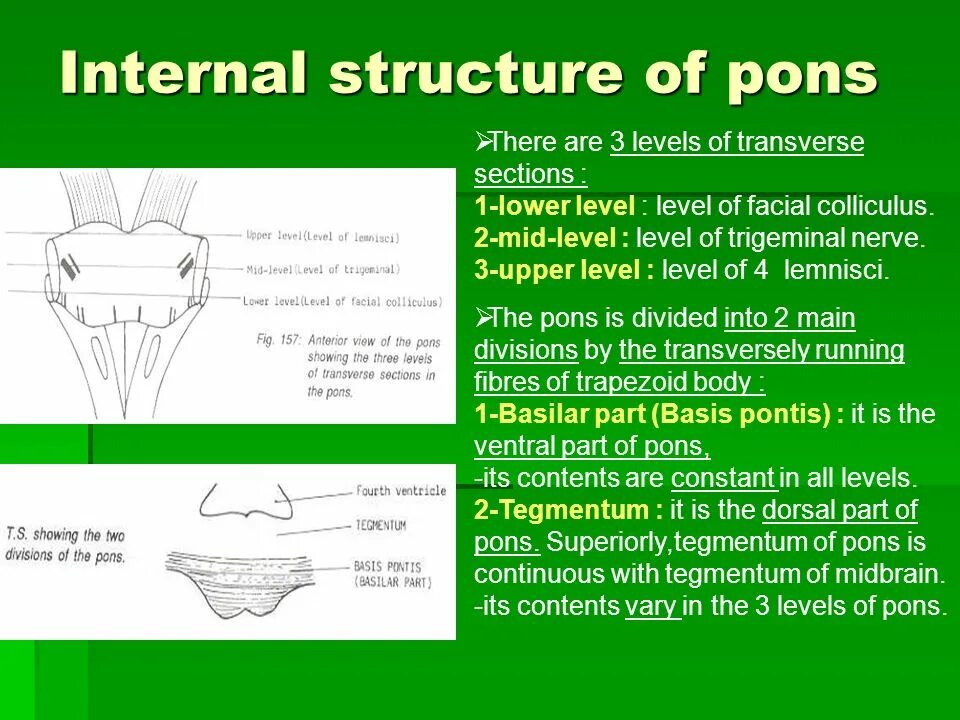 Internal structure. Pons structure. Pons Varolii structure. Internal Anatomy of Pons. Transverse Section of Pons.