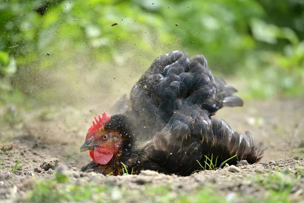 Chicken dust