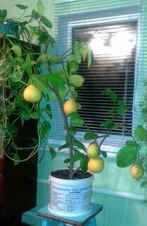Косточки из плодоносящего лимона