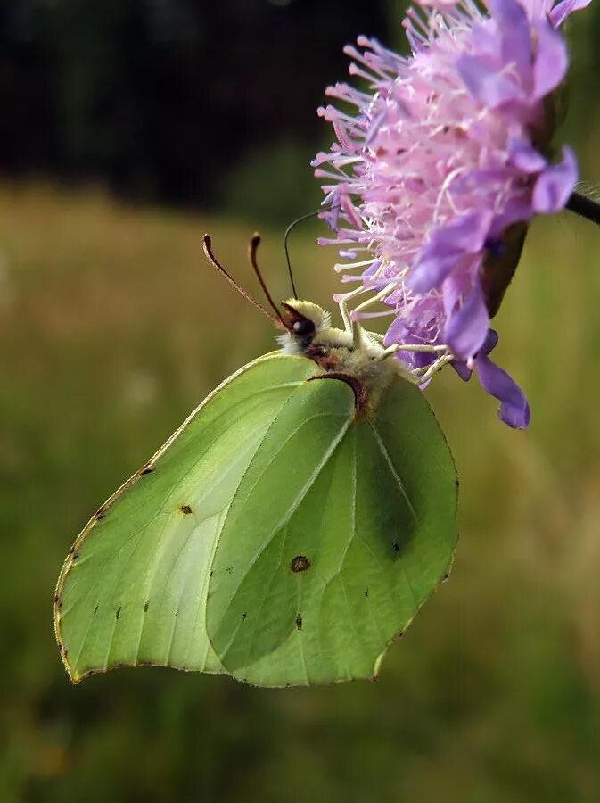 Бабочка лимонница сидит на бруснике. Gonepteryx rhamni. Gonepteryx rhamni гусеница. Гусеница бабочки лимонницы. Куколка бабочки лимонницы.