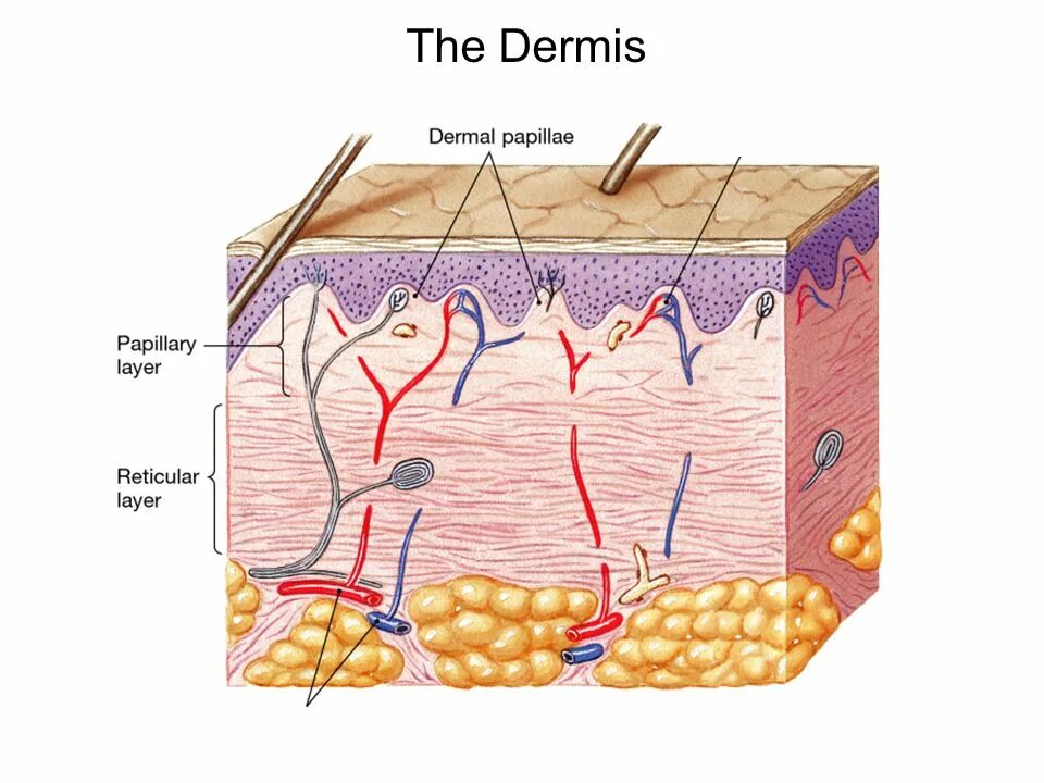 Кожа эпидермис дерма. Слои дермы кожи человека. Эпидермис сосочковый слой дермы. Строение кожи дерма 2 мм.
