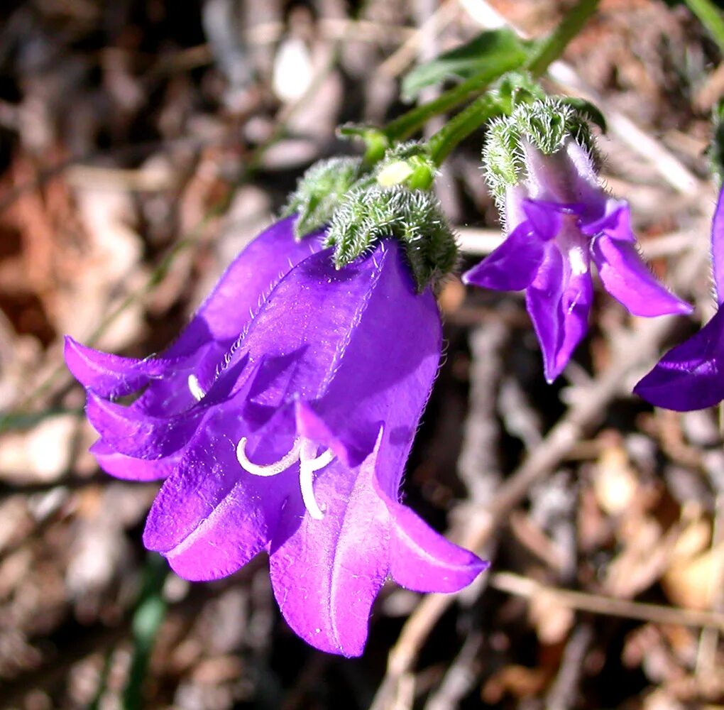 Campanula komarovii. Колокольчик Комарова. Колокольчик Комарова Плантариум. Колокольчик Комарова видовой. Колокольчик фонтейн