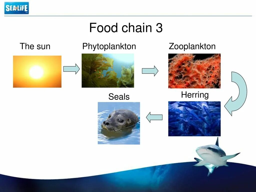 Zooplankton Chain. Food Chain Sun. Difference between zooplankton and phytoplankton. Difference between zooplankton and phytoplankton ეატ პყრამიდ.