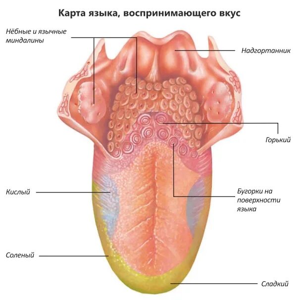 Грибовидные рецепторы языка. Вкусовые сосочки листовидные. Листовидные сосочки на корне языка. Воспаленные сосочки у корня языка.