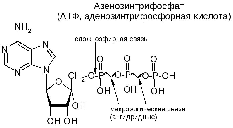 Атф вопросы. Аденозинтрифосфорной кислоты (атф формула. атф формула биохимия. сложноэфирная связь в атф. атф и гтф строение.