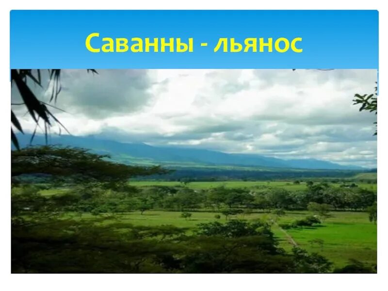 Разнообразие природы южной америки 7 класс. Льянос в Южной Америке. Саванна (Льянос, Кампос). Растения Льянос в Южной Америке.