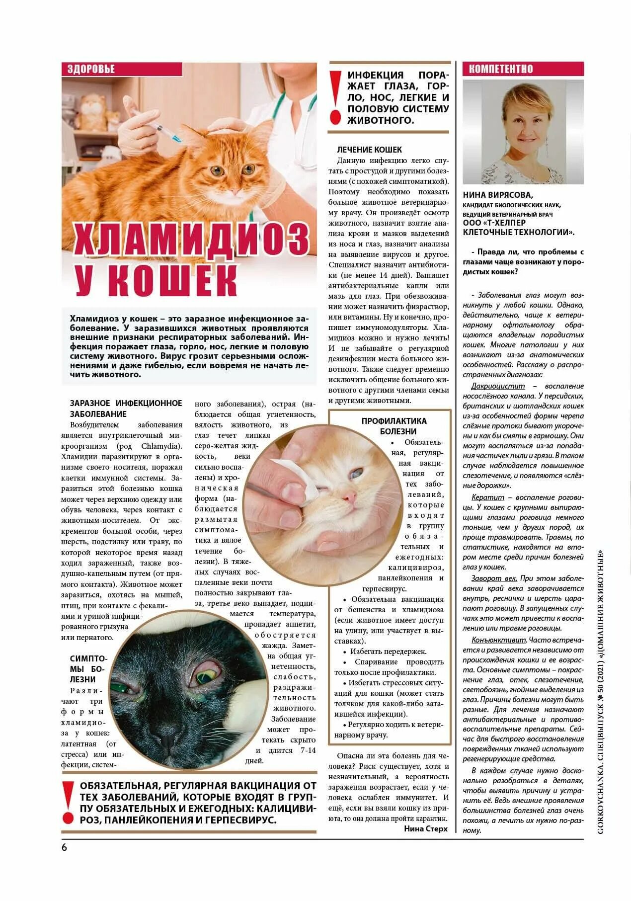 Болезни кошек фото и название и описание