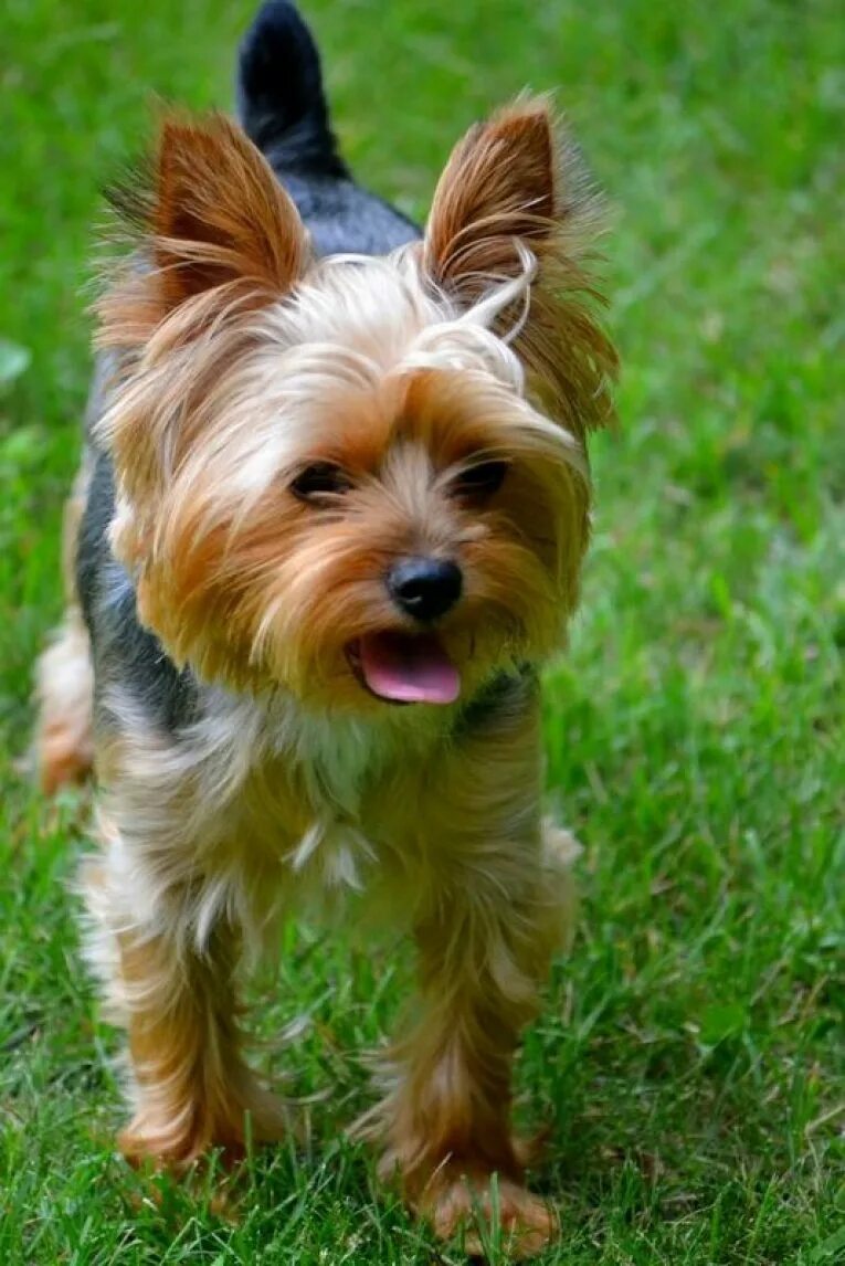 Чистокровный йоркширский терьер. Миниатюрные породы собак. Чихуахуа короткошерстные. Маленькие собаки и их. Мелкие породы собак.