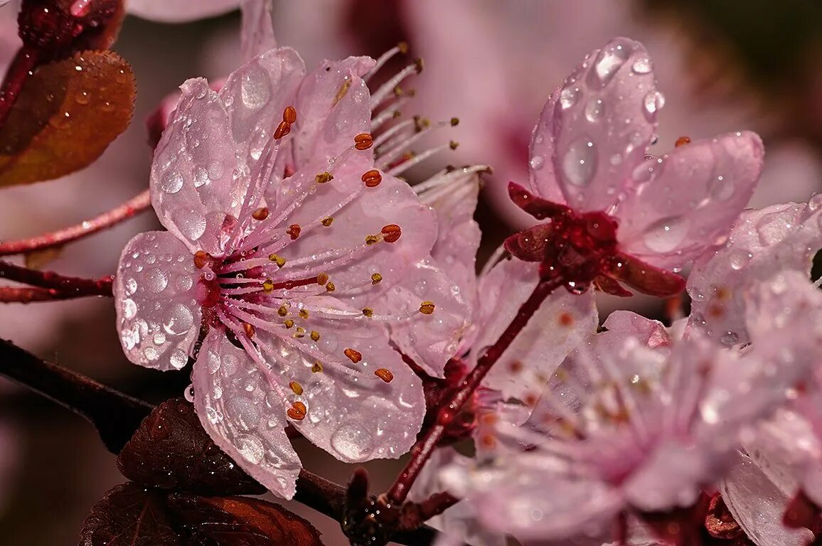 Черри блоссом цветок. Сакура вишня. Цветы Сакуры. Красивая ветка Сакуры. Бутон сакуры