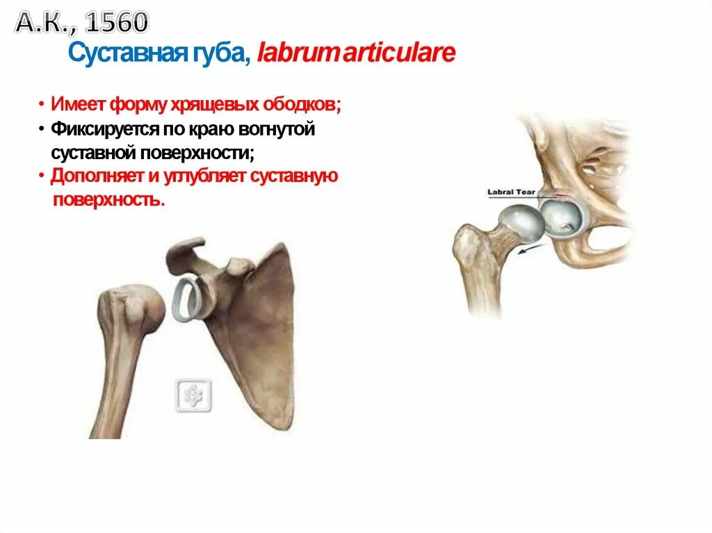 Фиброзно хрящевая губа гленоида лопатки. Суставная губа плечевого сустава. Хрящевая суставная губа плечевого сустава. Суставная губа плечевого сустава повреждение.