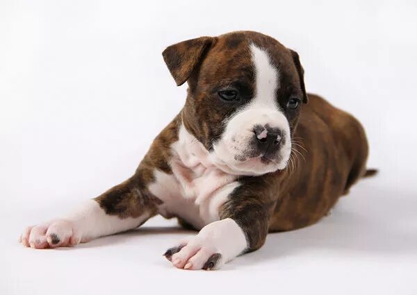 амстафф белый. щенки стаффордширского терьера в новокузнецке. стаффордширский терьер щенок 10 месяцев. щенки стаффордширского терьера в новокузнецке. щенки стаффордширского терьера в новокузнецке.