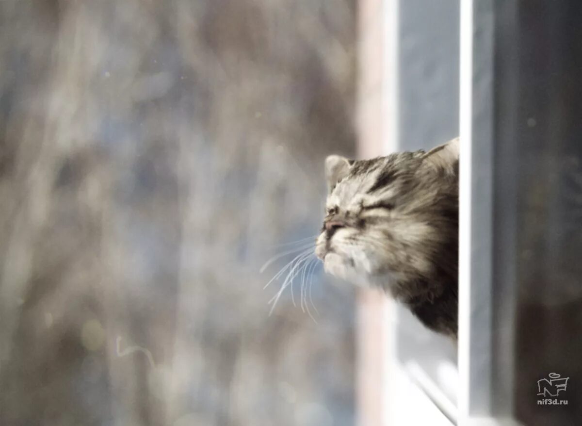 Кот ждет весну. Коты весной. Кот нюхает весну. Кошка на окне.