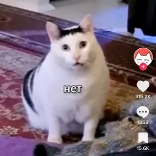 Кот года 2021