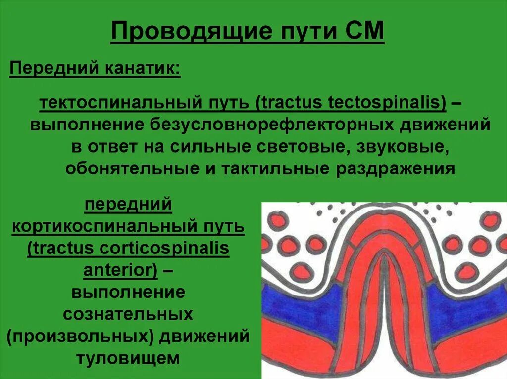 Проводящие пути переднего канатика