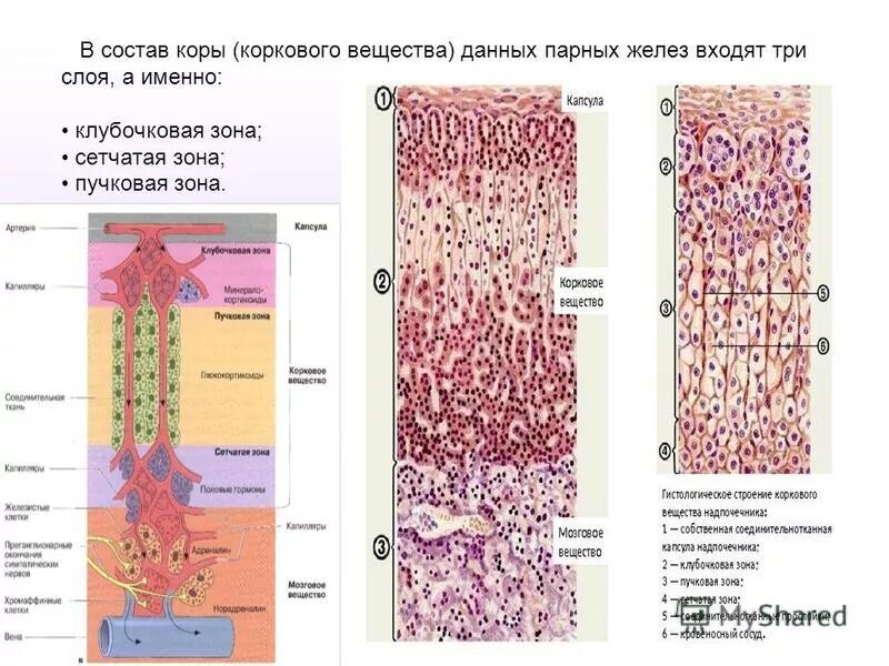 Сетчатая зона. Гистологическое строение коры надпочечников. Гистологическое строение надпочечника. Пучковая и клубочковая зона надпочечников. Корковое вещество надпочечников гистология.