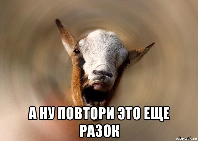 Ты козел. Я коза. козел мем. обиженная коза. мемы с козой.