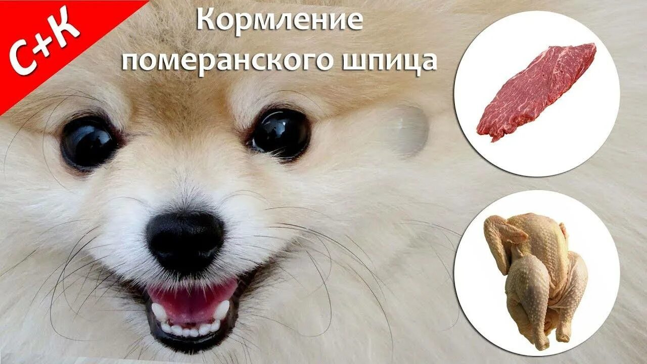 Какие овощи давать шпицу