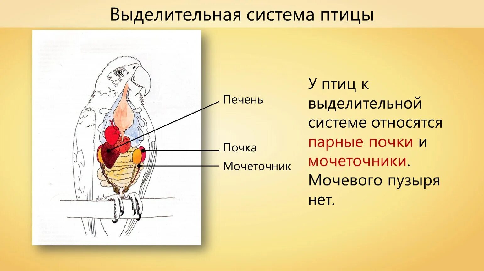 Мочевой пузырь печень. Органы выделмтельнрйсистемы у птиц. Система органов выделения птицы. Выделительная система птиц 7 класс. Класс птицы выделительная система.