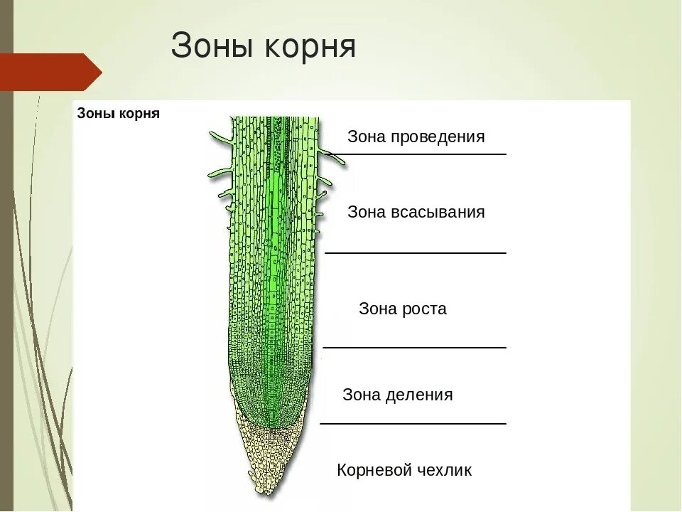 Каково строение корня. Строение чехлика корня. Строение корня зоны. Строение продольного сечения корня. Зона деления корня рисунок.