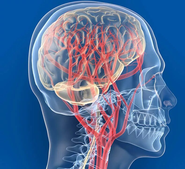 Сосуды головы и шеи. Кровообращение головного мозга. Кровеносные сосуды головы. Кровообращение головногомоз. Острые нарушения кровообращения цнс
