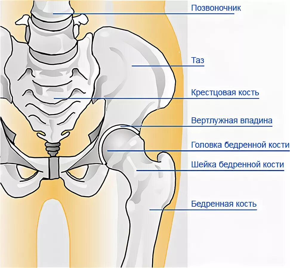 Подвздошная кость у женщин. Подвздошная бедренная кость. Подвздошная кость вертлужная впадина. Лонная кость тазобедренного сустава. Тазовая кость и бедренная кости.