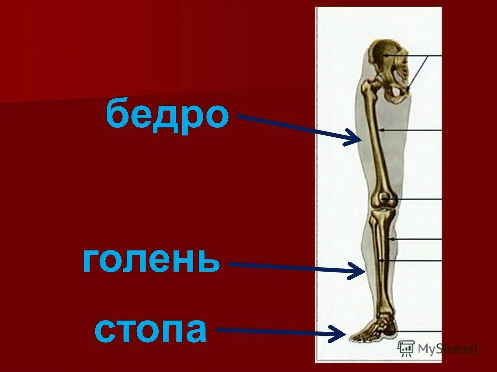 Голень у человека где находится 4 класс. Строение человека бедро голень. Бедро голень стопа. Строение голени человека. Бедро голень стопа человека.