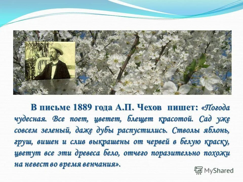 Вишневый сад что символизирует чехов. Вишневый сад что символизирует чехов