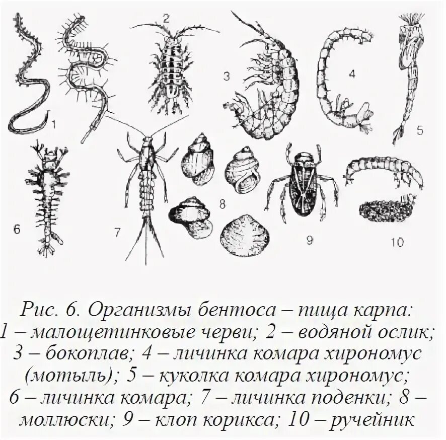 Личинки животных таблица. Типы личинок иглокожих. Личинки таблица. Камподеовидная. Libellulidae личинка.