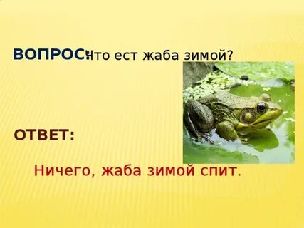 Что ест зимой жаба