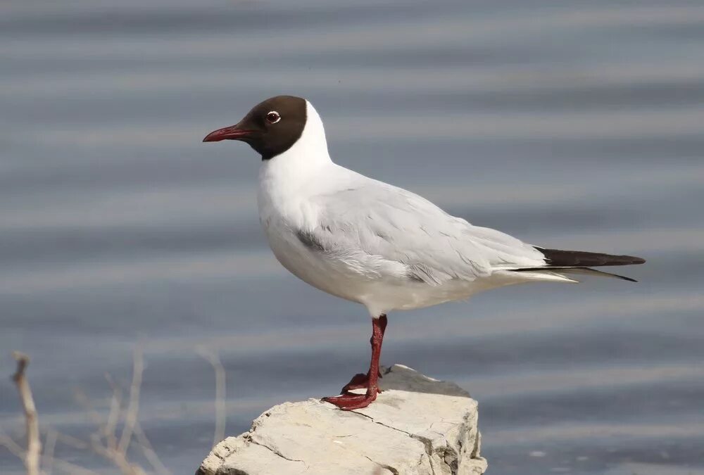 Черноголовый хохотун. Реликтовая Чайка (Larus relictus). Черноголовый хохотун Чайка. Черноголовая Чайка (Larus melanocephalus). Черноголовый хохотун (Larus ichthyaetus).