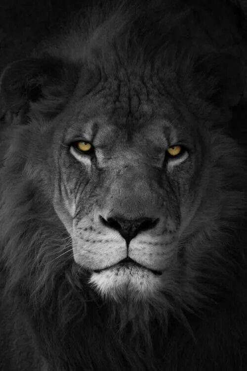 KOPJES KINGDOM on Behance Lion photography, Grey and white cat, White photograph
