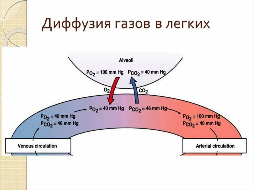 Захват кислорода. Диффузия газов в лёгких это. Диффузия в процессе дыхания. Факторы определяющие диффузию газов в легких. Схема диффузии газов в легких.