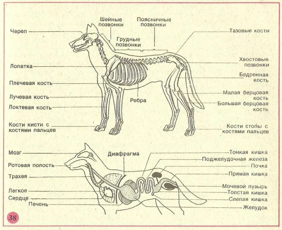 Класс млекопитающие внешнее и внутреннее строение