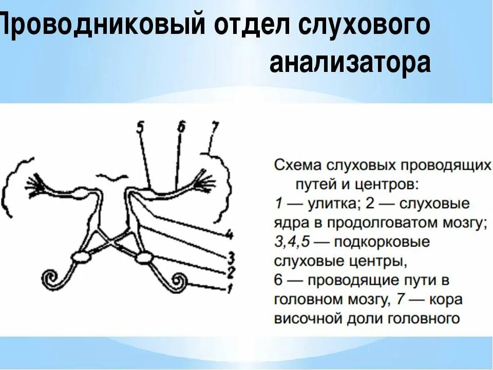 Из каких частей состоит слуховой анализатор