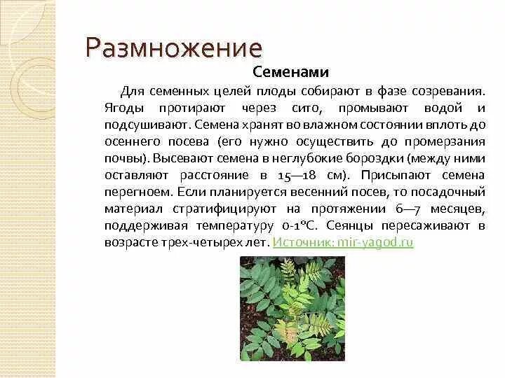 Размножение семенами. Способ размножения рябины. Рябина обыкновенная способы размножения. Рябина обыкновенная размножение.