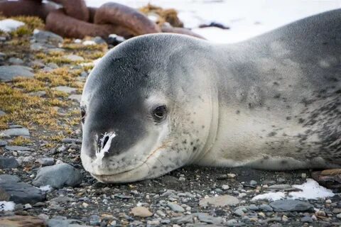 Seals eat
