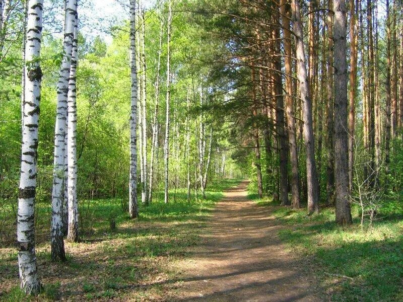 Диктант грибная пора. Сосновый лес каялов бор. В березовых рощах сосновых борах. Березовая роща поселок мирный. В березовых рощах сосновых борах.