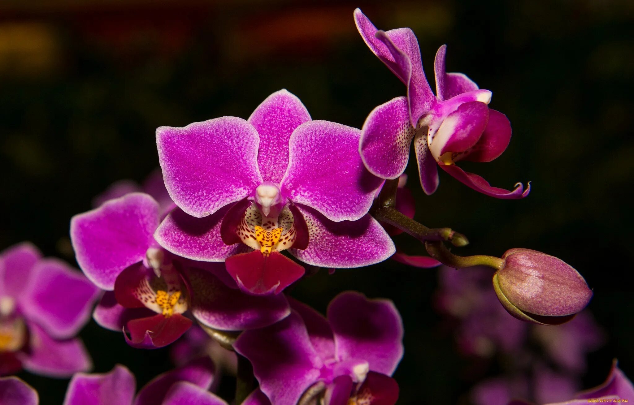 Лучшие орхидеи фото Русские орхидеи! 7 "сестёр" тропических экзотов