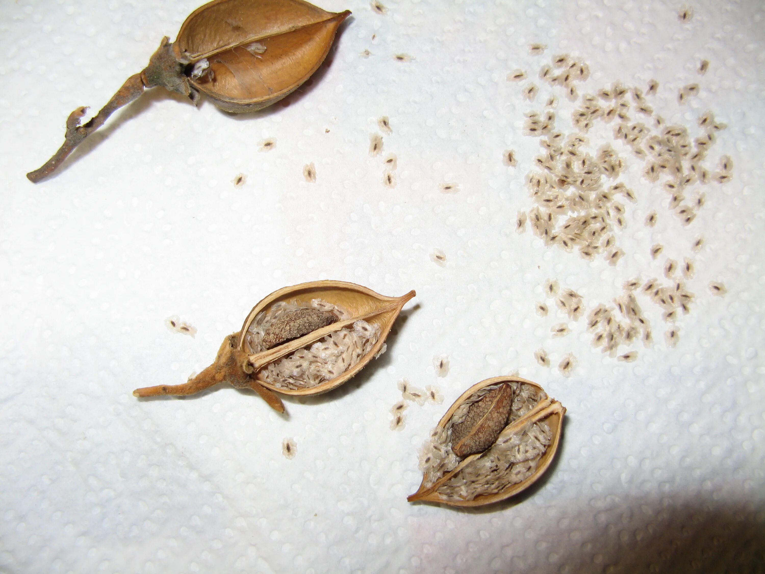 Колокольчик посадка семенами. Колокольчик семена. Семечко колокольчика. Как выглядят семена колокольчика. Карликовый колокольчик семена.