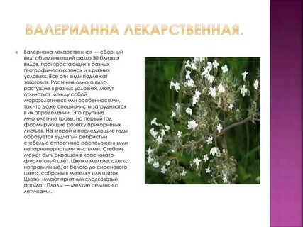 Химический состав валерианы