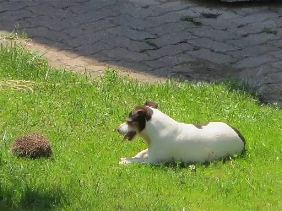 Щенок и ежик. Собака еж. Собачки ежики. Смешные животные. Собака и ежик.
