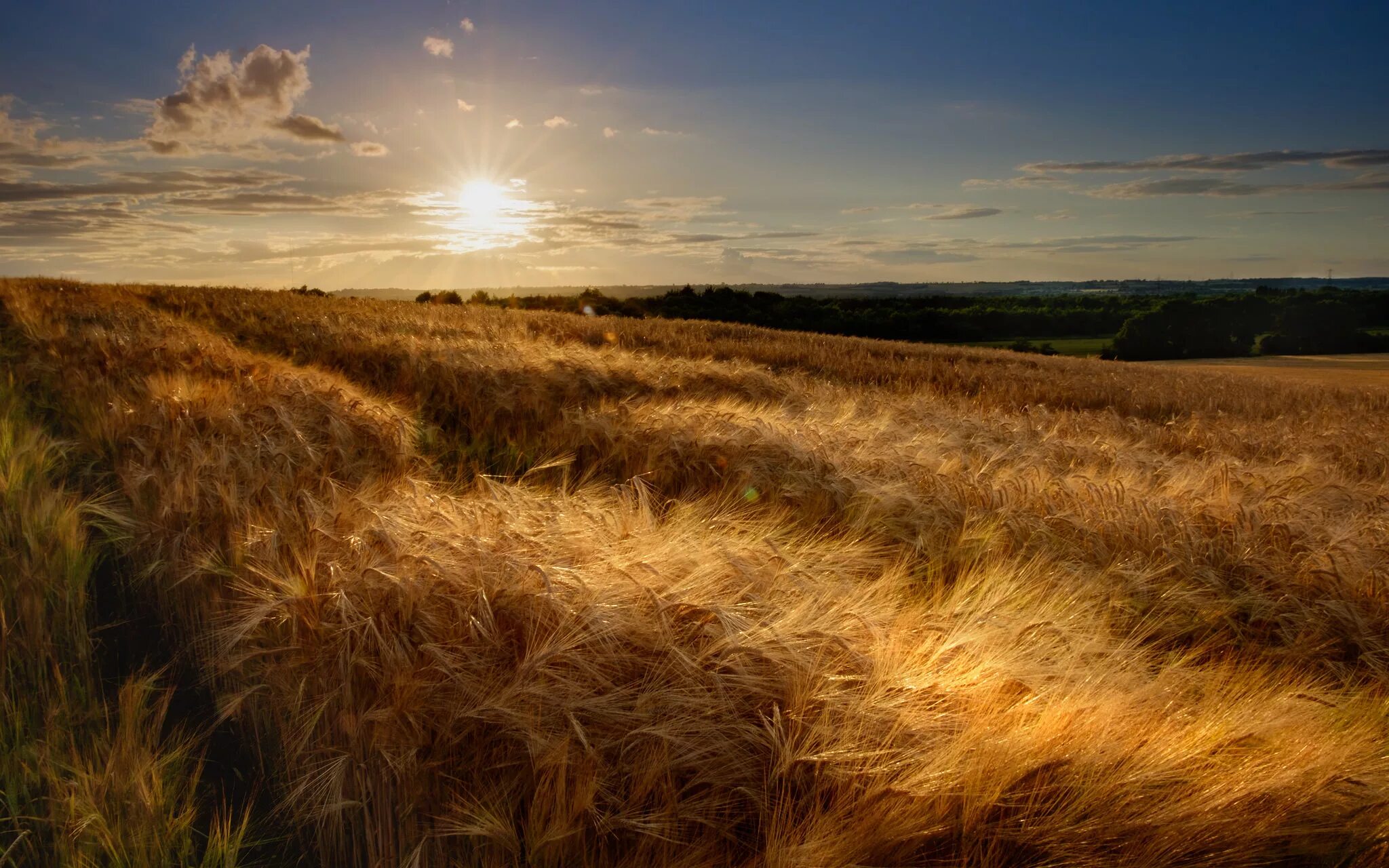 Спой вечернюю. Ковыльная степь и пшеничное поле. Поле рожь. Красивое поле. Закат в поле.