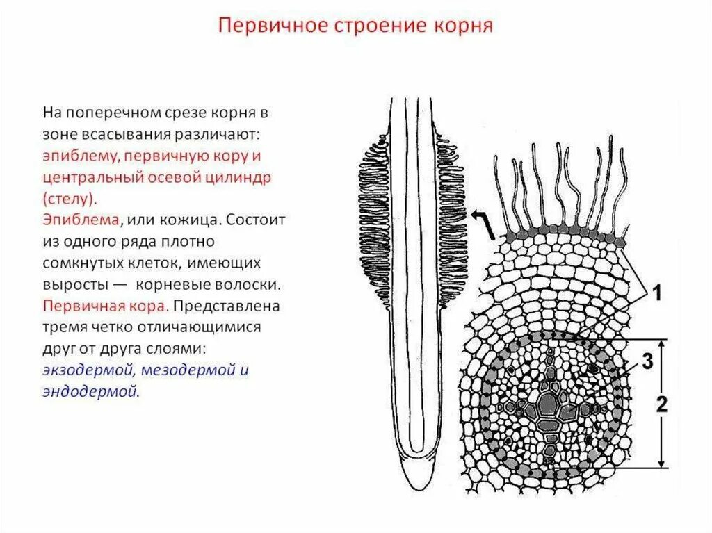 Строение молодого корня фасоли под микроскопом. Первичное строение корня в зоне всасывания. Строение первичной коры корня. Первичное и вторичное строение корня отличия. Анатомическая структура первичного строения корня.