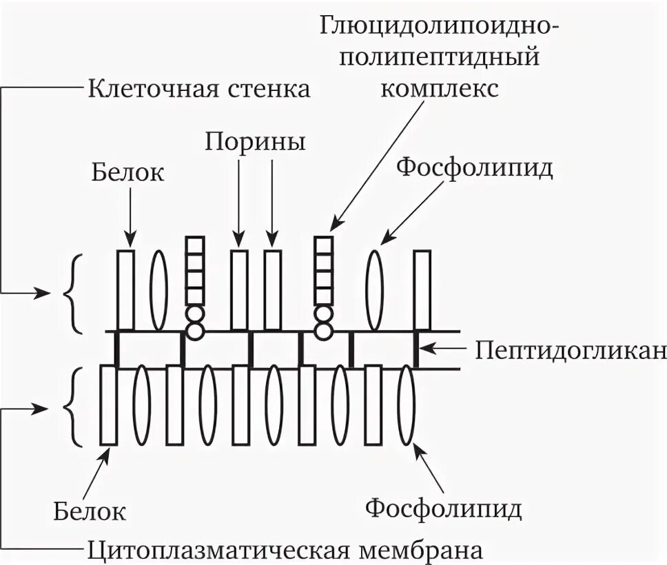 Клеточная стенка грамположительных бактерий. Клеточная стенка и цитоплазматическая мембрана бактерий. Клеточная мембрана грамотрицательных бактерий. Строение цитоплазматической мембраны бактерий. Клеточная стенка и мембрана бактерий