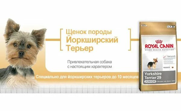Что можно кушать йоркширскому терьеру